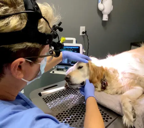 MBAH Staff Checking Dog's Teeth